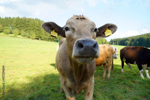 a curious beige cow looking closely into the camera in the Bavarian village Birkach in Germany   © Julia