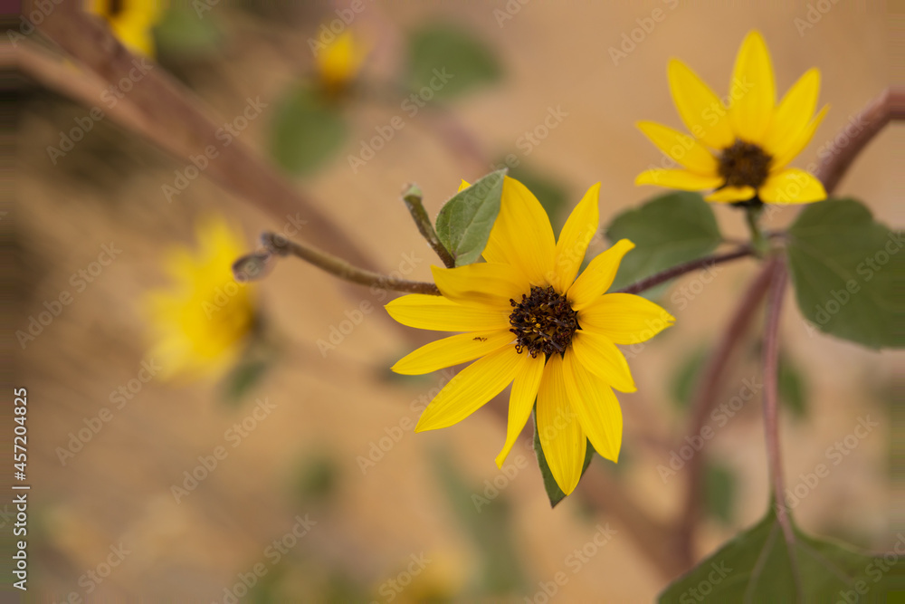 Little Sunflowers close-up Little Sunflowers close-up