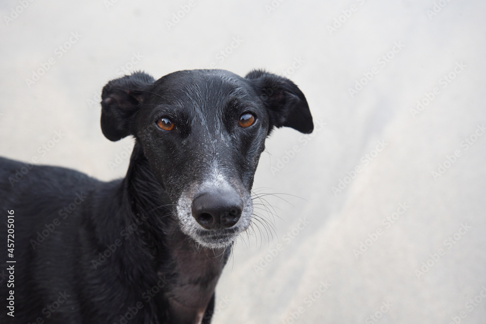 portrait of a black dog - lurcher