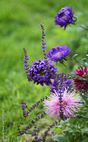 Salvia and aster flowers in rustic garden  late summer garden image.