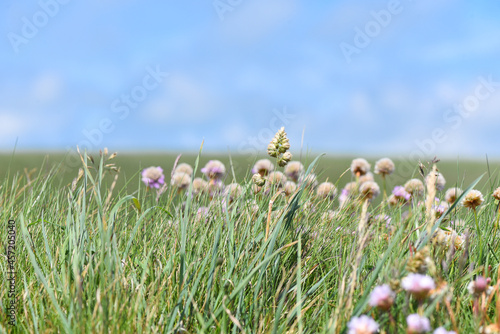 Wild flowers on Pembrokeshire Coast.