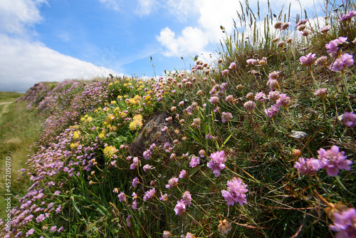 Wildflowers on the Pembrokeshire Coast