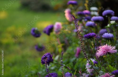 Fotografia Aster flowers and salvia in sunset late summer garden, bokeh garden background with sunlight, beautiful garden image with bokeh space for text