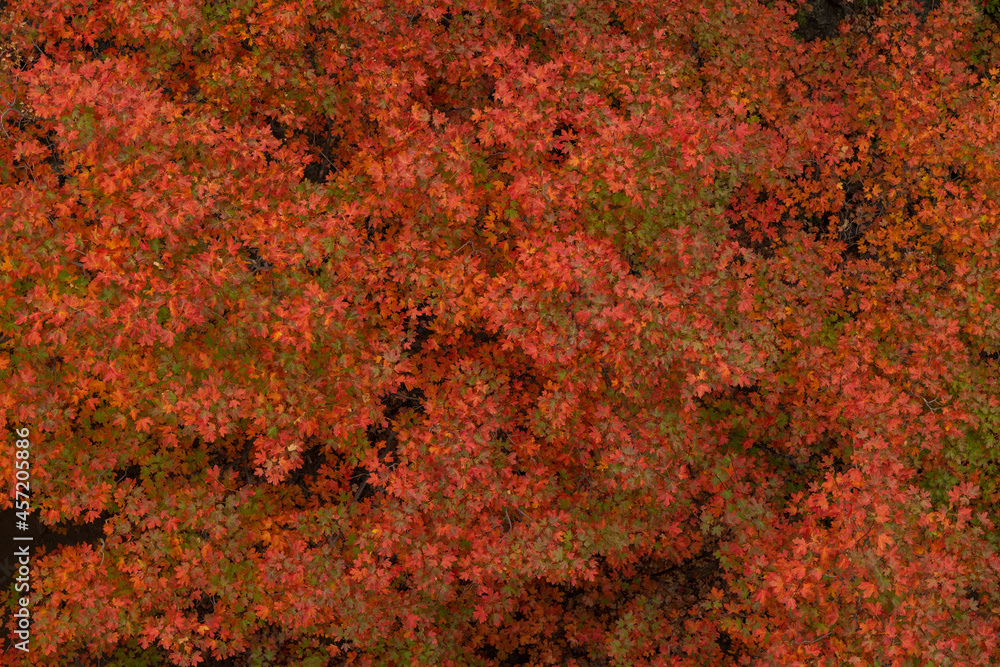 Red and green leaves on a tree Red and green leaves on a tree