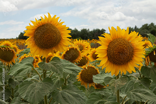 Campo de girasoles 3. 