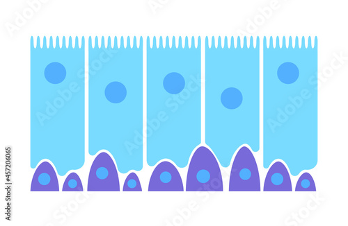Epithelium of nasal mucosa