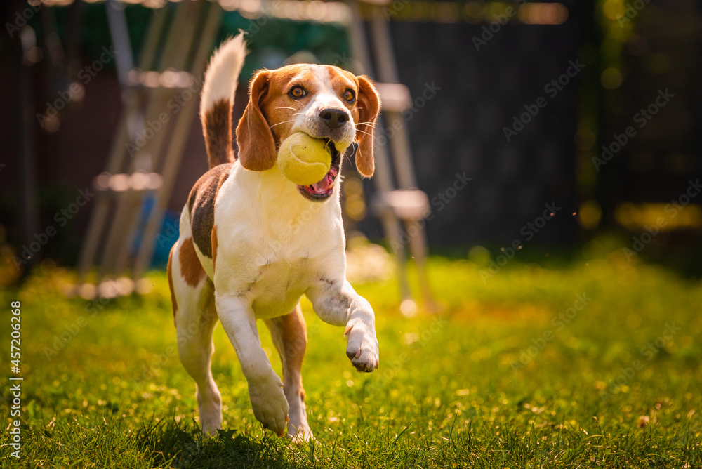 Beagle dog fun in backyard, outdoors run with ball towards camera. Agile dog training Beagle dog fun in backyard, outdoors run with ball towards camera. Agile dog training