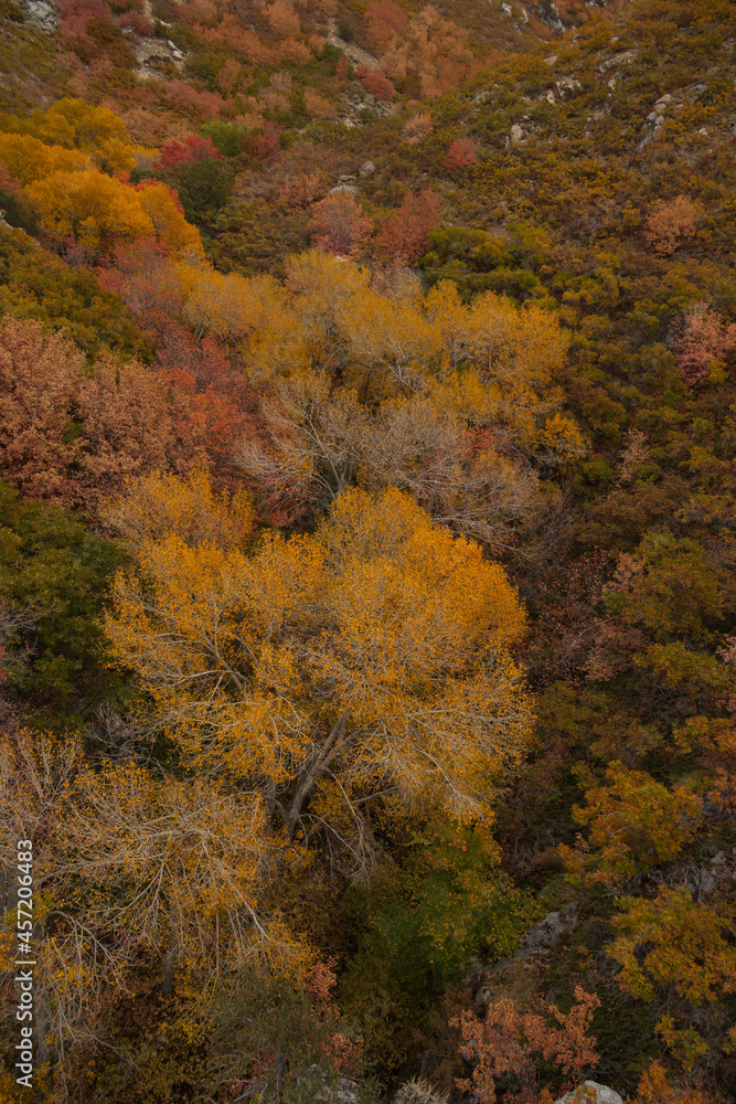 Fall foliage at Bear Canyon hiking trail, Utah