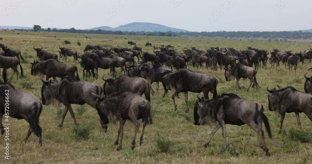 Slow motion close-up migrating herd wildebeest running in African savannah grasslands Slow motion close-up migrating herd wildebeest running in African savannah grasslands