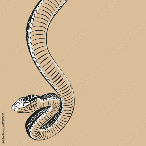 snake black and white