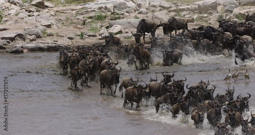 Slow motion Migrating herd wildebeest fighting for survival, running and crossing the Mara River