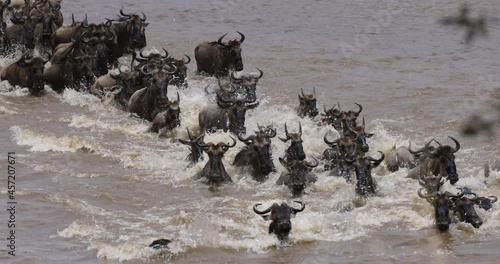 Slow motion Migrating herd wildebeest fighting for survival, swimming and crossing the Mara River photo