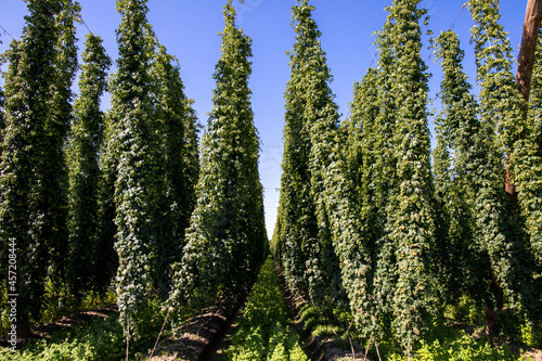 a good or a bad harvest of hops, full grown hops plants ready to harvest on a sunny day and blue sky