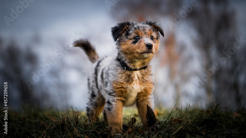 Australian Shepherd Welpe