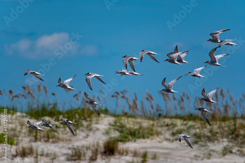 Photography Flock of Terns Flying over Sand Dunes