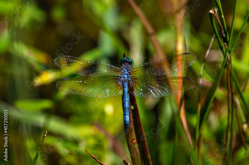Blue Dasher Dragonfly Straight Up © Tom Ramsey