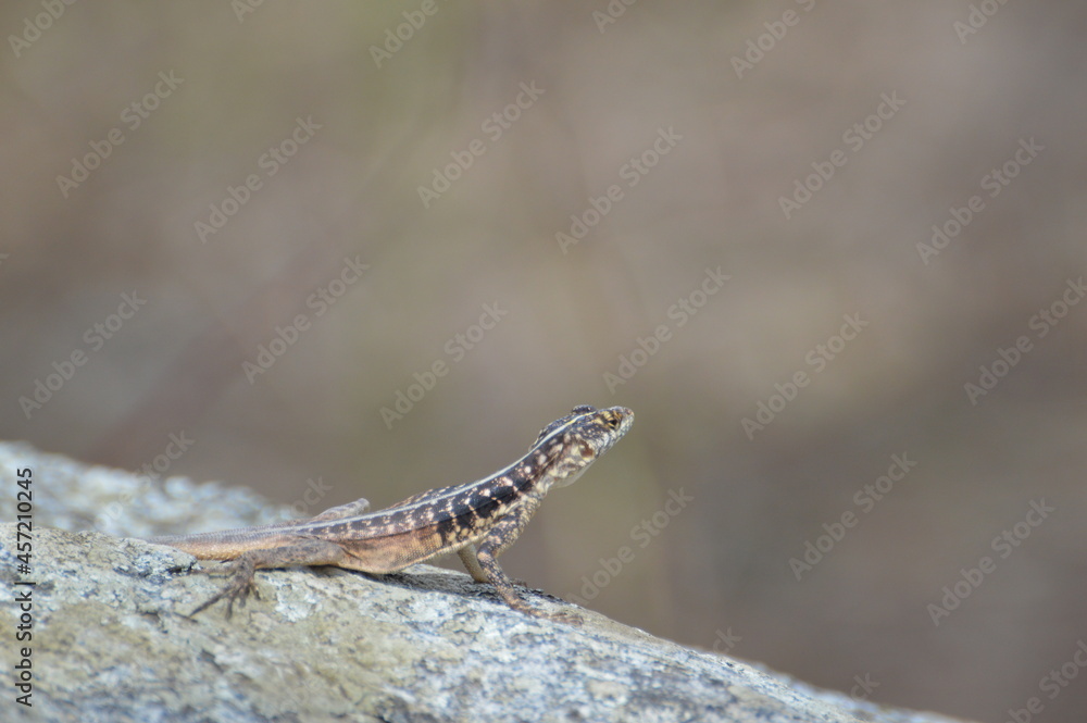 Fototapeta premium Lagartixa