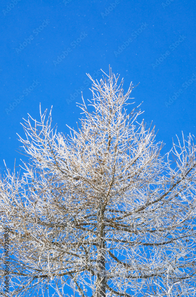 Larch tree in hoarfrost against a blue sky