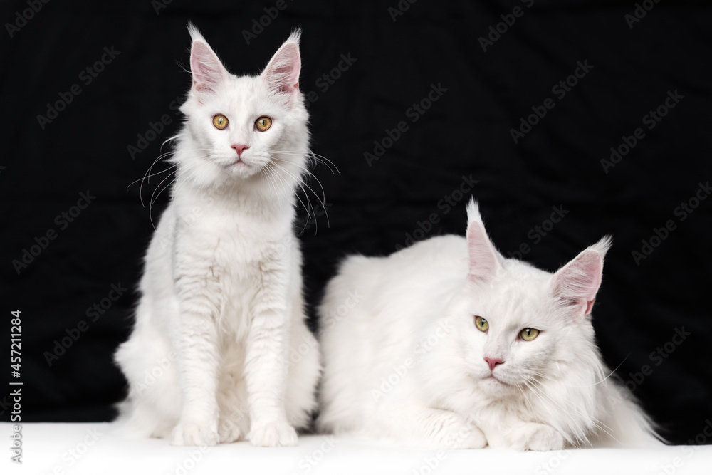 Two Maine Coon Cats on black and white background. Domestic female cat is sitting and looking at camera, male cat - lying, looks to side.