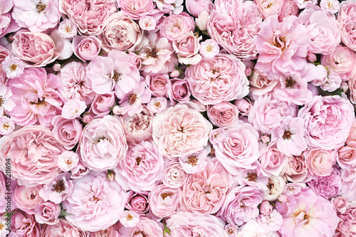 Delicate blooming festive soft pale roses on light pink background, blossoming flowers pastel frame, bouquet floral card, toned image