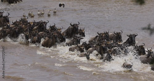 Slow motion Migrating herd wildebeest fighting for survival, swimming and crossing the Mara River