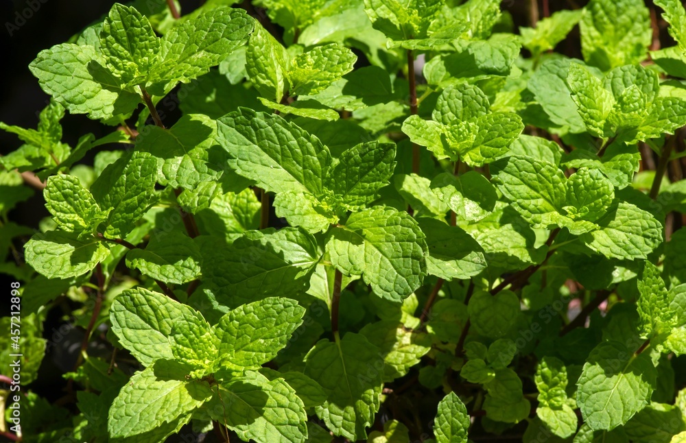 Mint leaves (Mentha piperita L) thrive in the garden Mint leaves (Mentha piperita L) thrive in the garden