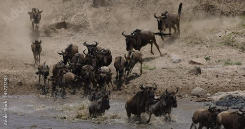 Slow motion Migrating herd wildebeest fighting for survival, running,swimming and crossing the Mara River
