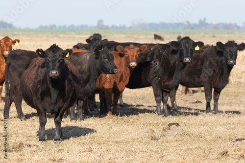 Wallpaper Mural angus in the pampas field Torontodigital.ca