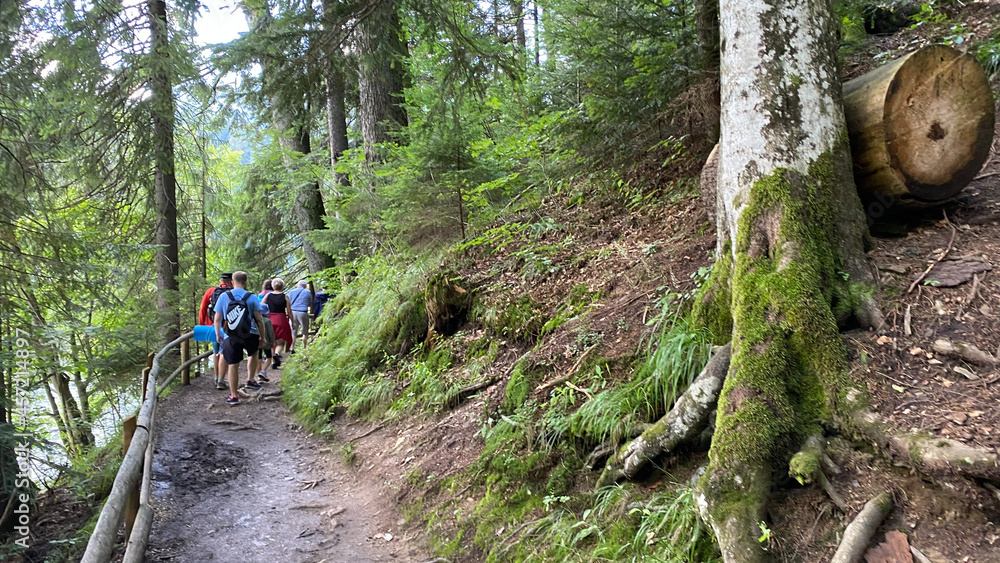 Summer forest in the mountains. Summer forest in the mountains.