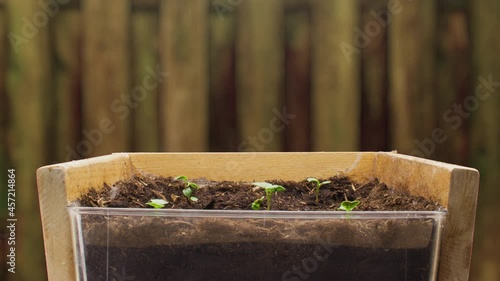 Growing Radishes plants in timelapse, sprouts germination