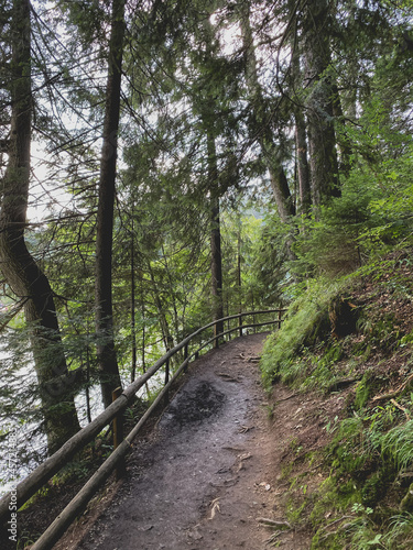 Summer forest in the mountains.