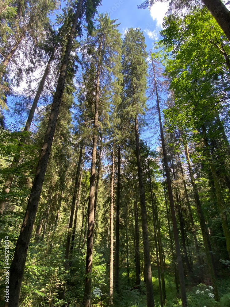 Summer forest in the mountains. Summer forest in the mountains.