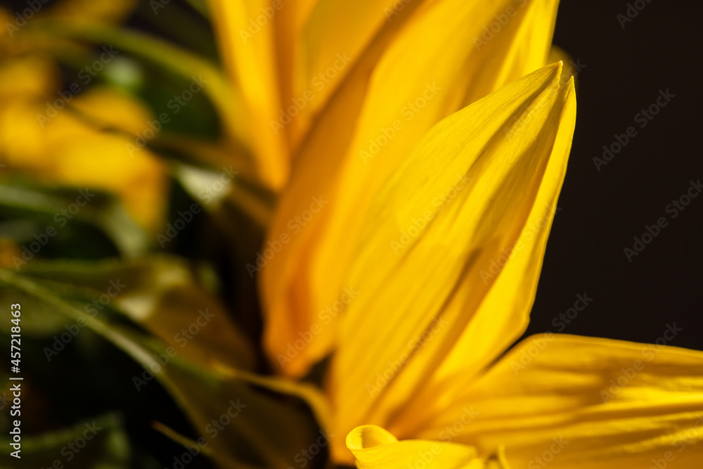 Obraz premium sunflower flower petals close up