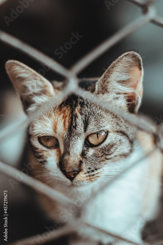 Fototapeta Naklejka Na Ścianę i Meble -  Gato Cat