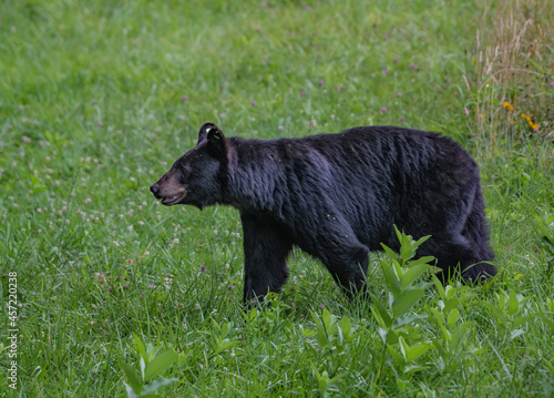 black bear in the grass © Adrian de la Paz