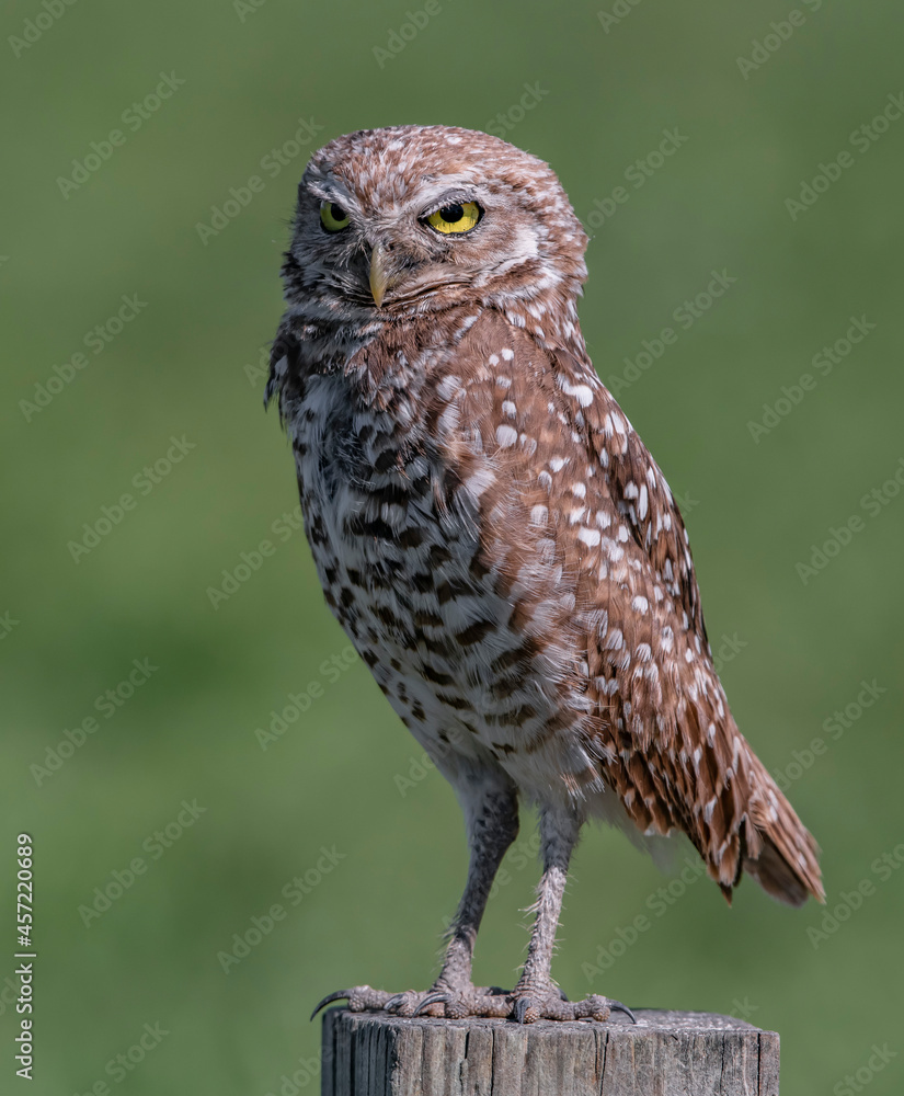 Fototapeta premium owl perched on branch