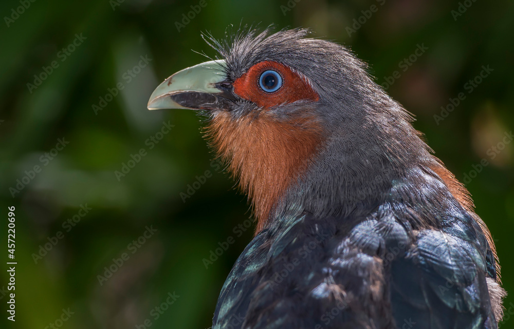 close up of a red billed hornbill close up of a red billed hornbill