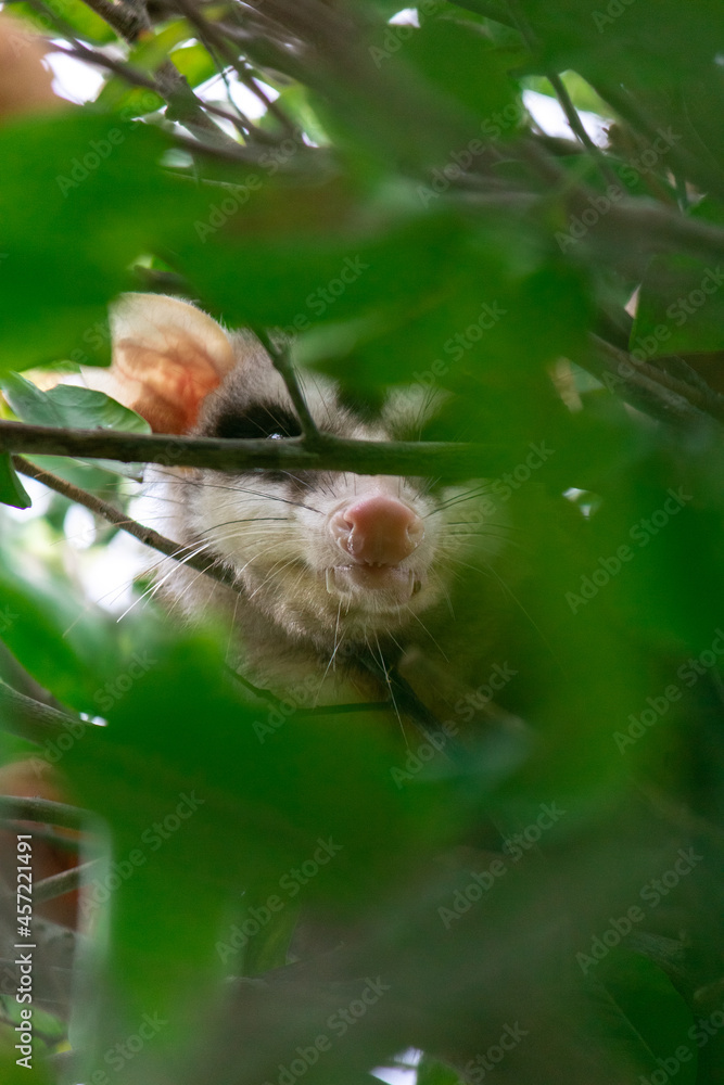 Fototapeta premium A wild possum on the branches of a tree in the backyard of a house. 