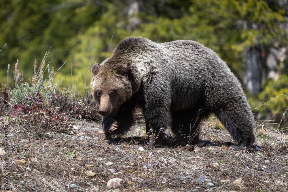 The grizzly bear nicknamed, Felicia, walking on a hilltop in the Absaroka Mountains. Bridger-Teton National Forest, Wyoming The grizzly bear nicknamed, Felicia, walking on a hilltop in the Absaroka Mountains. Bridger-Teton National Forest, Wyoming