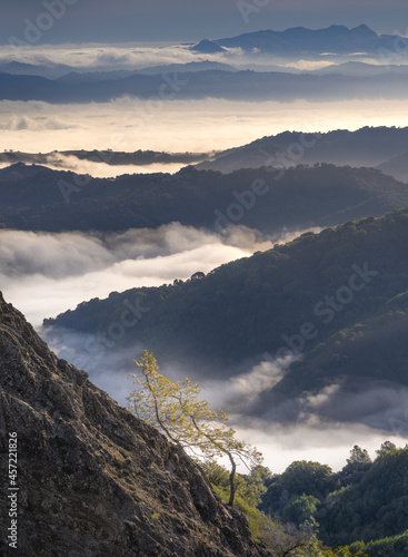 Dancing trees above fog in the hills of Silicon Valley, California photo