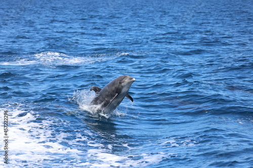 dolphin in the water, bottlenose dolphin going to jump 