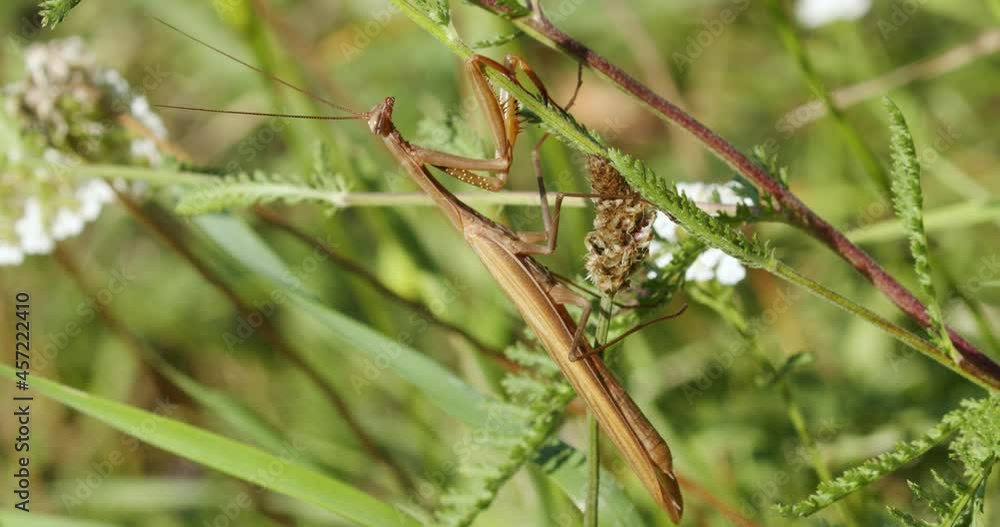 The European mantis (praying mantis) close-up The European mantis (praying mantis) close-up
