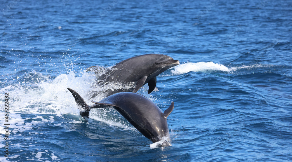 Naklejka premium two dolphins jumping, bottlenose dolphins leaping 