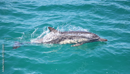 dolphin in the water