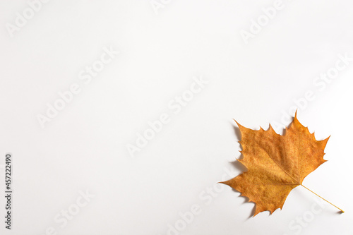 Leaf on white background. Closeup detailed yellow leaf.