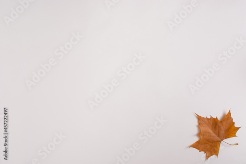 Leaf on white background. Closeup detailed brown leaf.