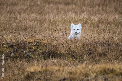 Arctic fox on the hunt in the far North of Alaska photo