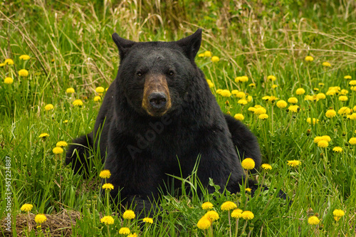 A black bear stops to lay in a bed of flowers in the Yukon. photo