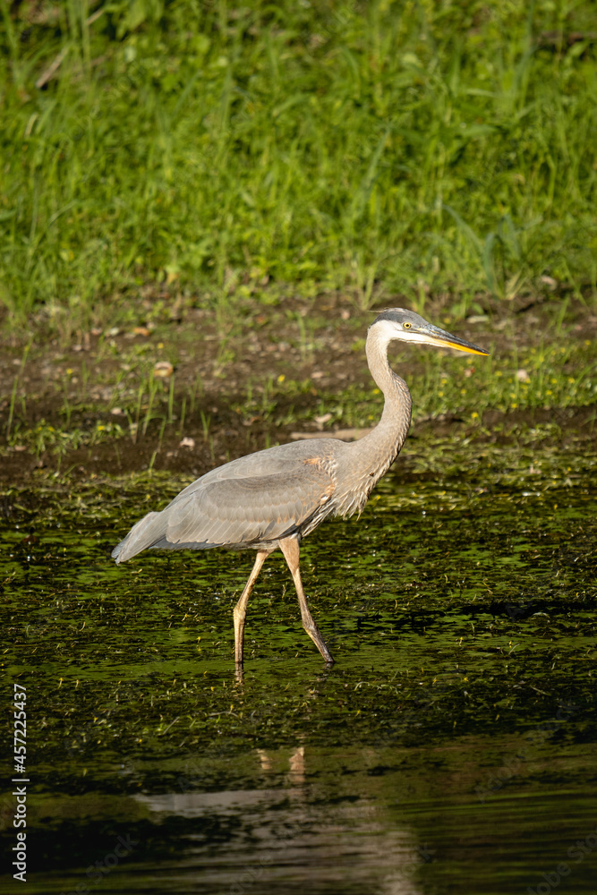 Obraz premium great blue heron standing in the river