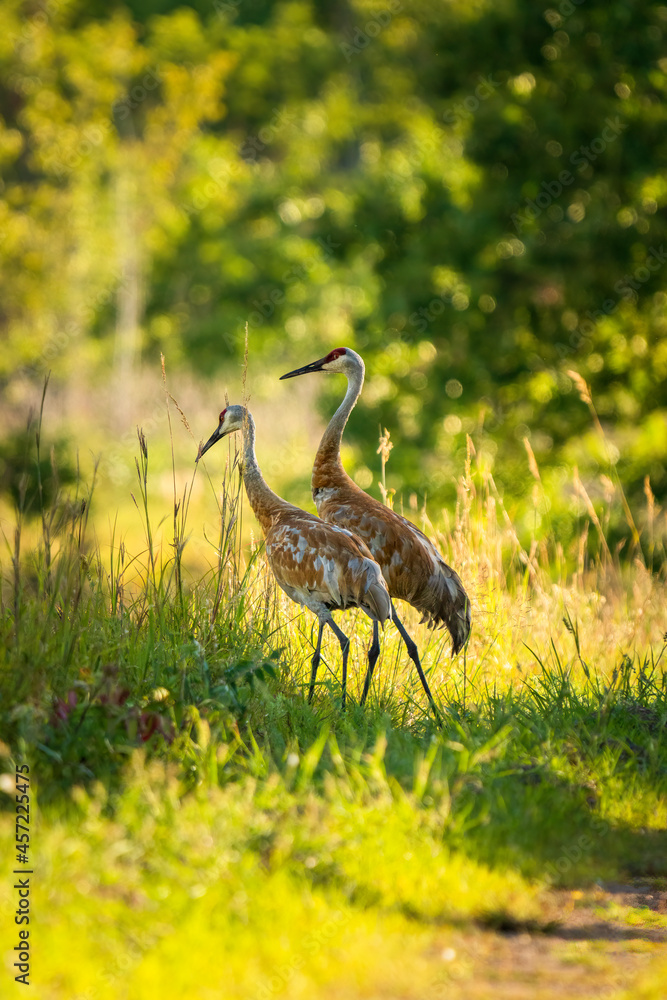 Fototapeta premium two sandhill cranes standing on a dirt refugee road